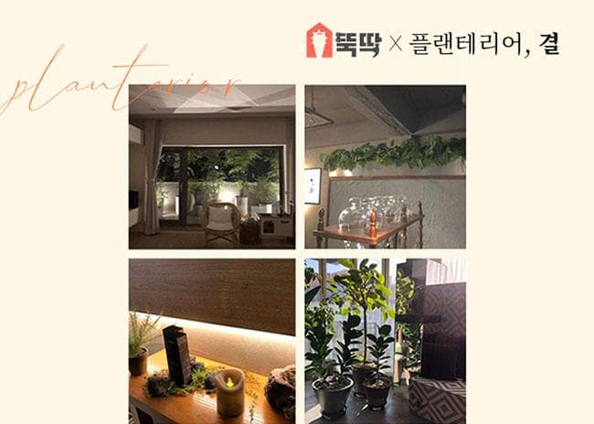 몽땅뚝딱, 플랜테리어 결합상품 출시
